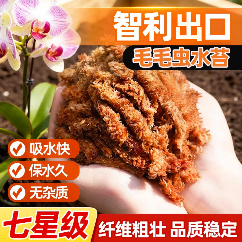 毛毛虫水苔智利出口蝴蝶兰专用七星干苔藓兰花植料养花通用营养土