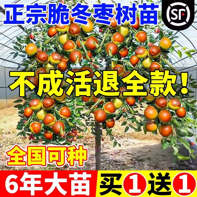枣树活苗大枣带土球南北方沾化冬枣大树庭院矮化嫁接苗超甜特大号