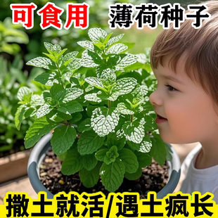 可食用留兰香薄荷种籽子猫薄荷叶盆栽驱蚊植物室内庭院四季蔬菜苗