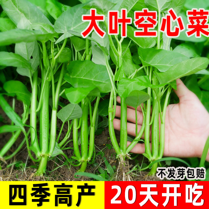 正宗高产柳叶通心菜种子三叉空心菜种籽四季阳台蔬菜种子盆栽菜园