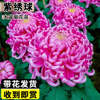 菊花盆栽带花苞四季开花可食用特