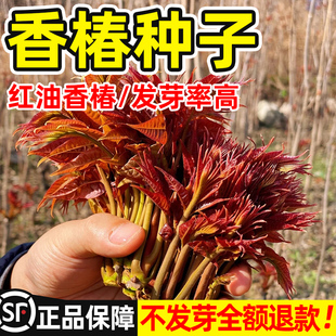 香椿籽种籽红油四季香椿树苗芽种孑水培种植树种嫩芽四川云南香椿