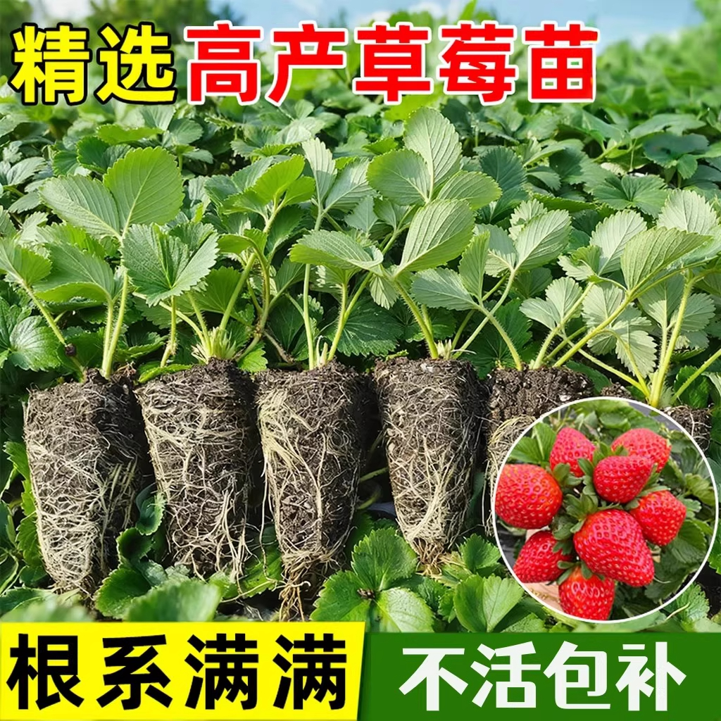 草莓苗秧穴盘苗四季结果盆栽奶油
