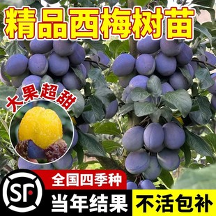 西梅树树苗盆栽室内外庭院果树果苗南方北方四季种植耐寒水果树苗