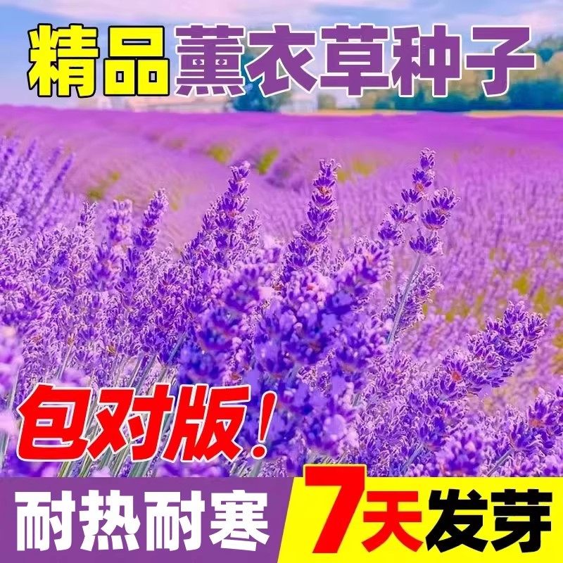 薰衣草种子花籽四季庭院别墅盆栽花卉种籽驱蚊植物阳台室外花种子,鲜花速递/花卉仿真/绿植园艺,家庭园艺种子,淘宝优惠券,粉丝福利购,淘宝优惠卷