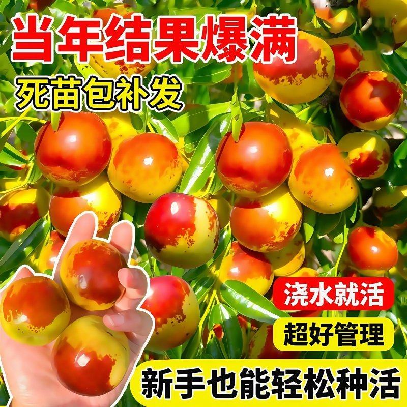 嫁接特大枣树活苗大枣超甜带土球南北方庭院盆地栽沾化冬枣矮化苗