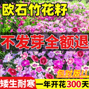 欧石竹花籽子耐寒矮生五彩石竹花种孑阳台庭院室内外四季播种开花