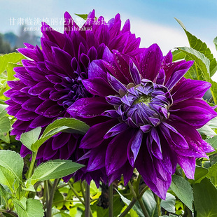 大丽花园巨花型种球盆栽庭院花期长植物帝王树大丽花对版基地直发