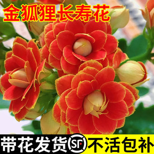 新品 开耐寒室内花卉植物 金狐狸长寿花盆栽重瓣大花精品带花苞四季