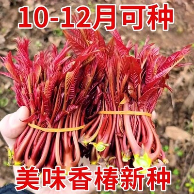 农家四季红油香椿树苗种子红香椿