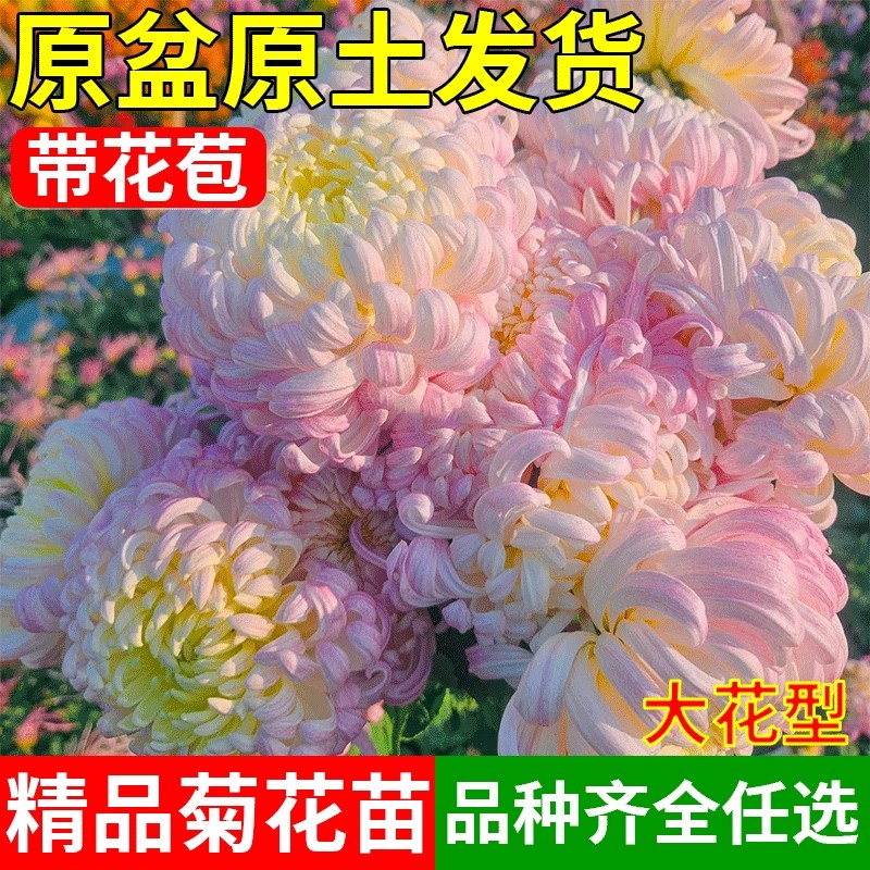 菊花盆栽带花苞四季种植可食用