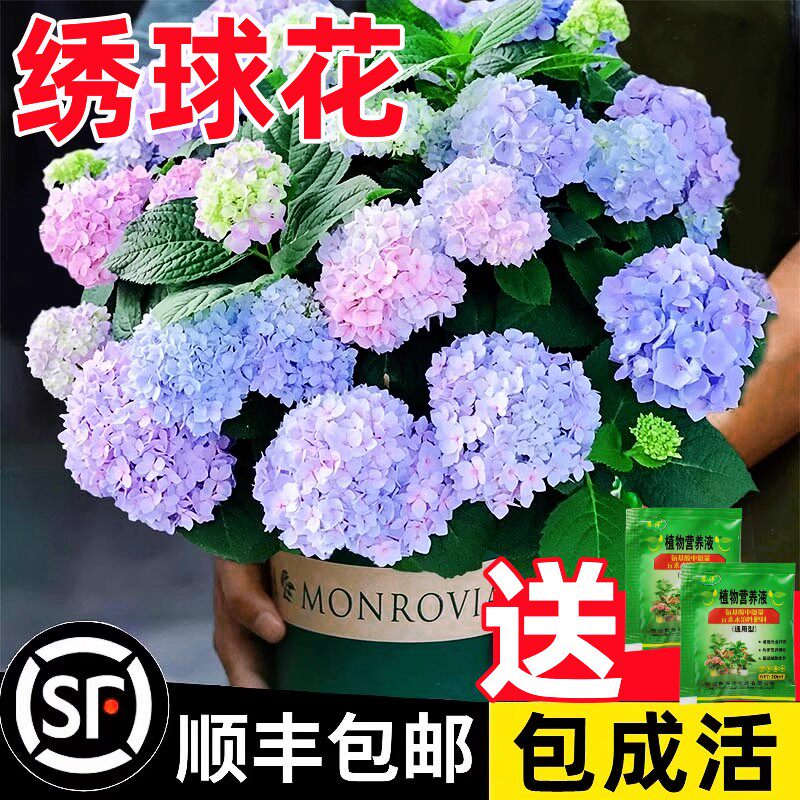 绣球花苗无尽夏四季开花绣球花盆栽庭院好养的花卉植物室内花易活