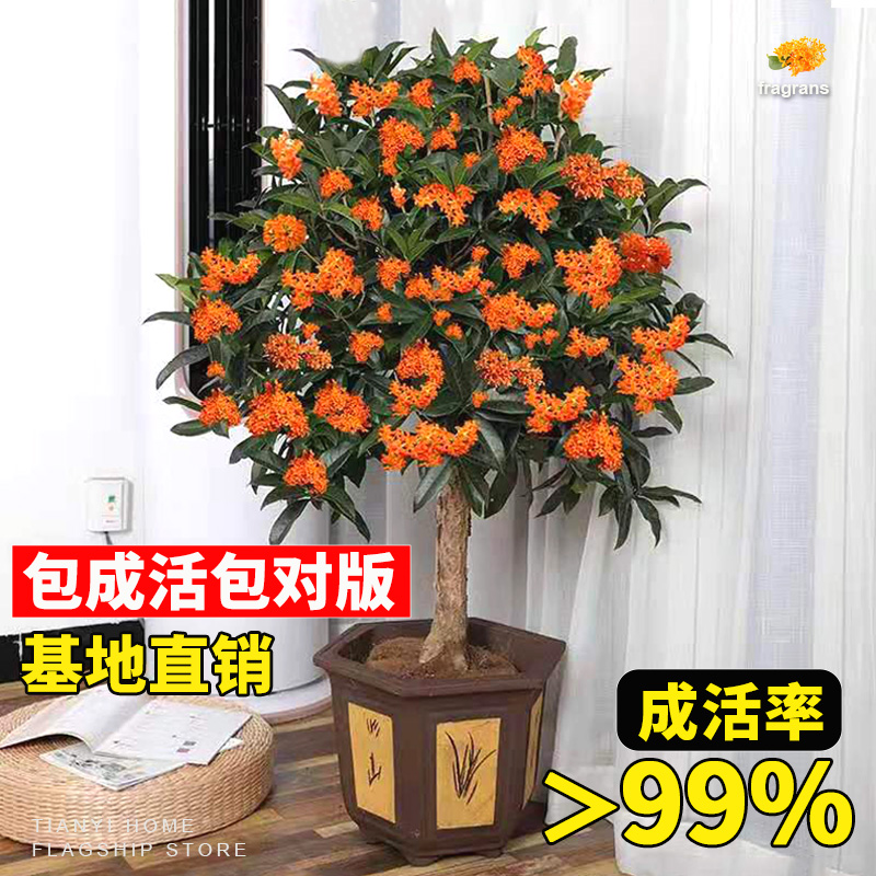 桂花树苗大盆栽四季卉阳台