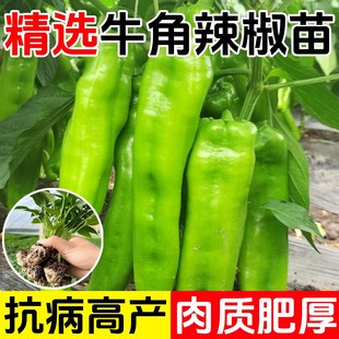 特大牛角椒苗辣椒苗秧苗高产青椒种子苗四季阳台盆栽春季蔬菜苗籽