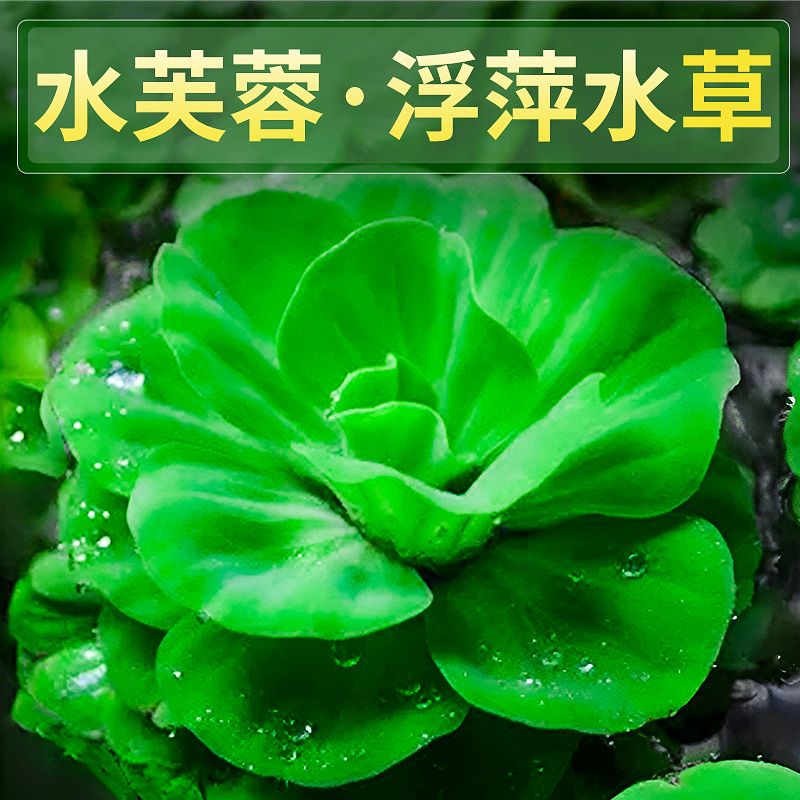 浮萍水草古法养鱼水芙蓉鱼缸造景