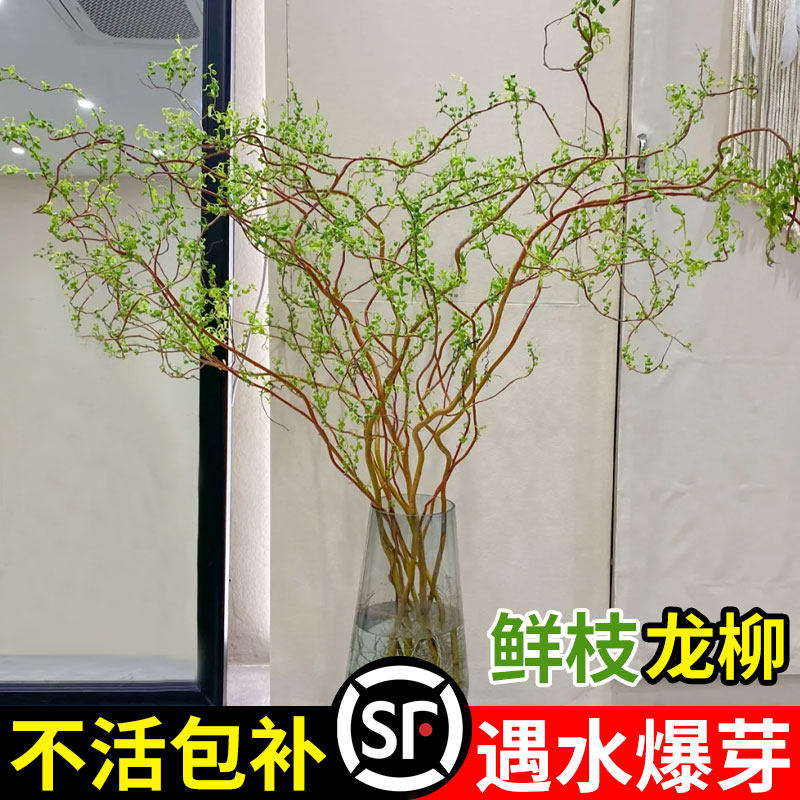 龙柳鲜枝绿植雪柳干支鲜切植物花卉室内吊钟
