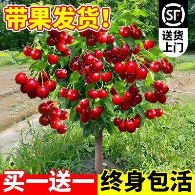 【当年结果】正宗车厘子树苗