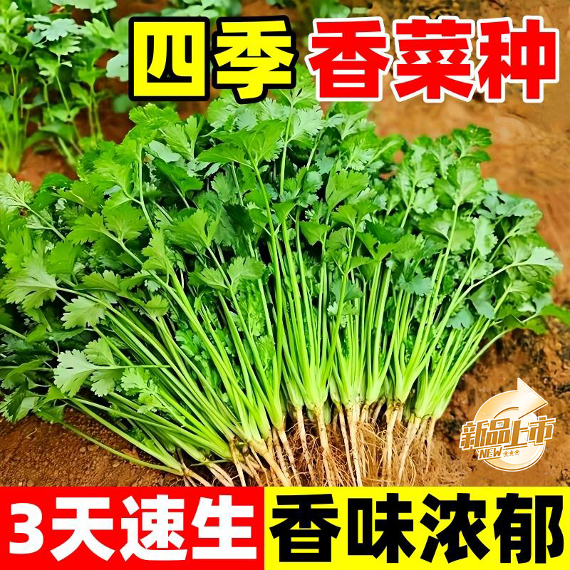 【可越冬】香菜种子老品种耐寒