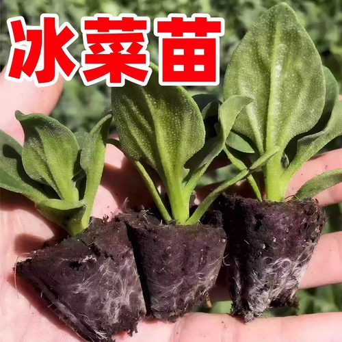 正品冰菜新鲜冰晶菜南方蔬菜四季