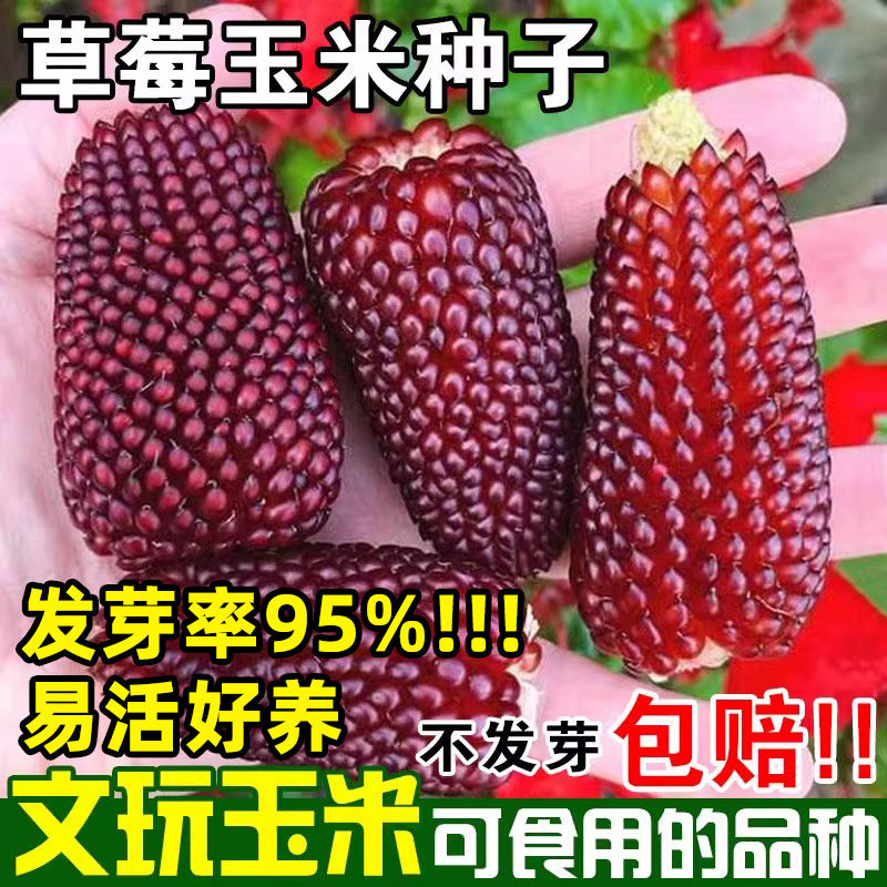 水果草莓菠萝玉米种子种籽超甜高产甜糯阳台庭院盆栽四季播种植物