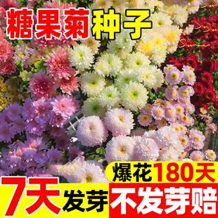 糖果菊花种籽子混色翠菊四季开花户外庭院易活盆栽多年生花卉植物