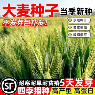 优质大麦种子芽苗菜种子耐寒大麦若叶青汁榨汁四季播猫草牧草种子