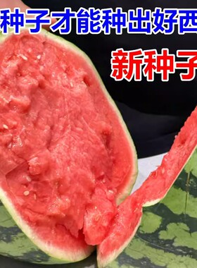 8424冰糖麒麟美都无籽巨型特大懒汉黑美人高产早熟盆栽西瓜种子