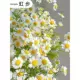 Daisy 300 капсул + 2 упаковки удобрений в подарок (при покупке двух — один в подарок)