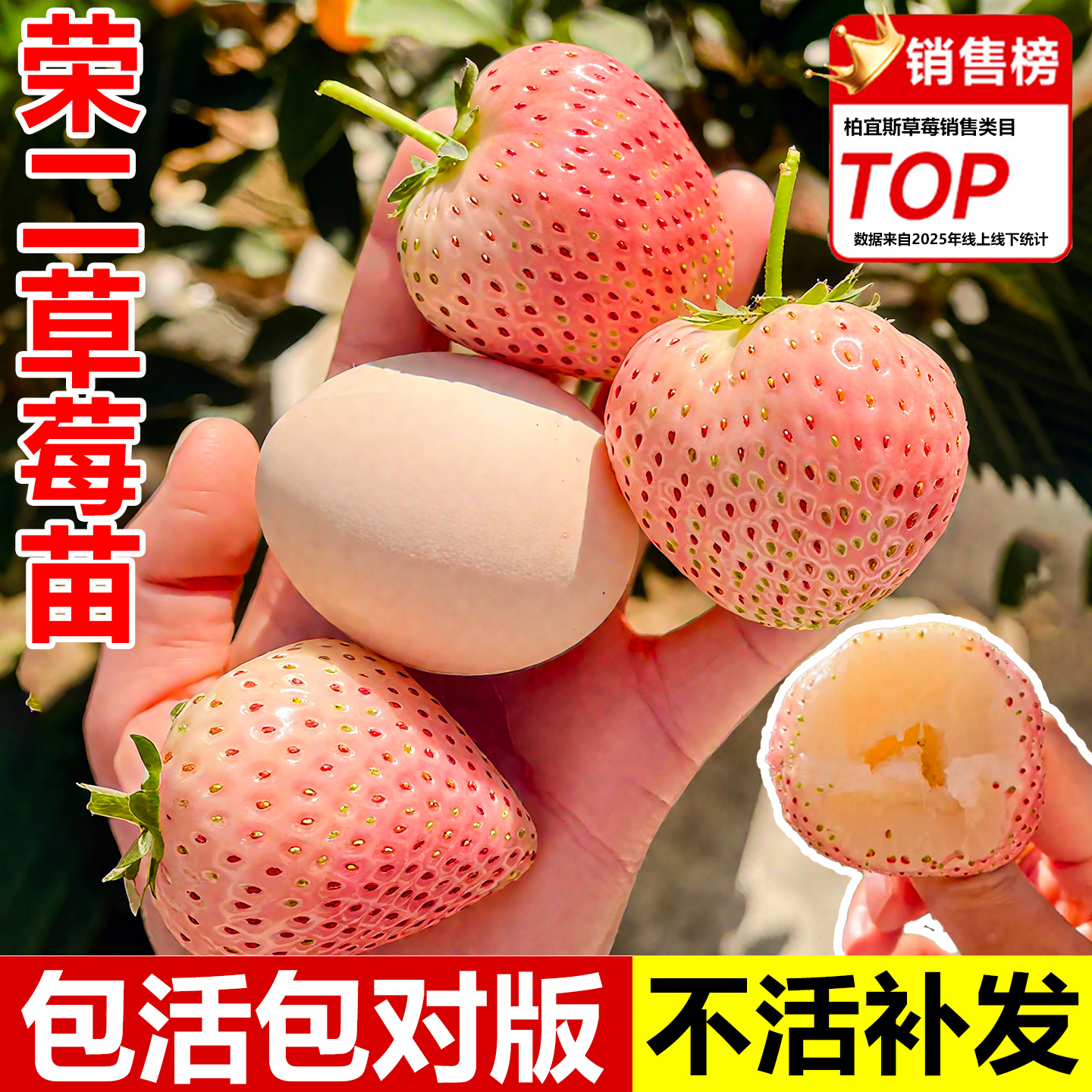 【高品质】结果率99%草莓苗盆栽