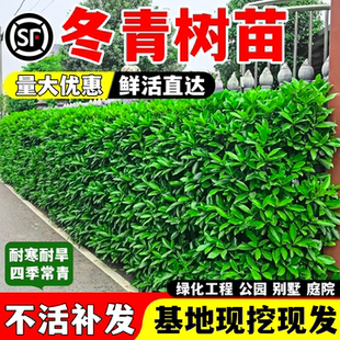 冬青树苗北海道黄杨常青树苗围墙植物耐寒绿篱法国直立篱笆墙庭院