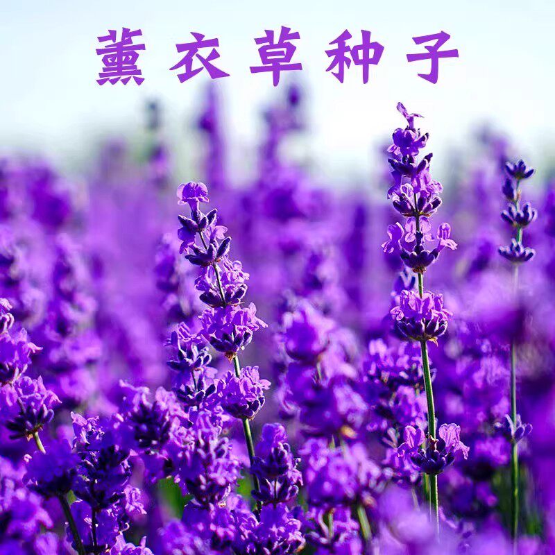 普罗旺斯薰衣草种子四季种庭院阳台盆栽室内花籽蚊虫香草种花种籽