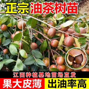 油茶树苗正宗高产嫁接带土南方种植高耐旱性广西白花山油茶果树苗