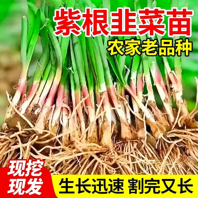 韭菜根红根农家紫根本地苗盆栽根