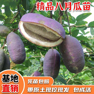 八月瓜树苗无籽水果苗瓜种八月炸果树苗南方种植地栽爬藤一树多果