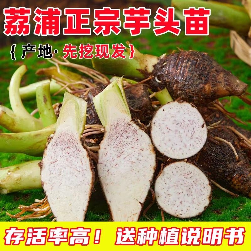 正宗广西荔浦芋头种植苗新鲜蔬菜苗农家香芋种子带芽地栽培育苗种
