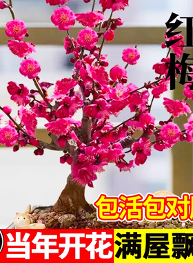 梅花盆栽树苗老桩盆景阳台庭院原生红色大花浓香花卉耐寒四季腊梅