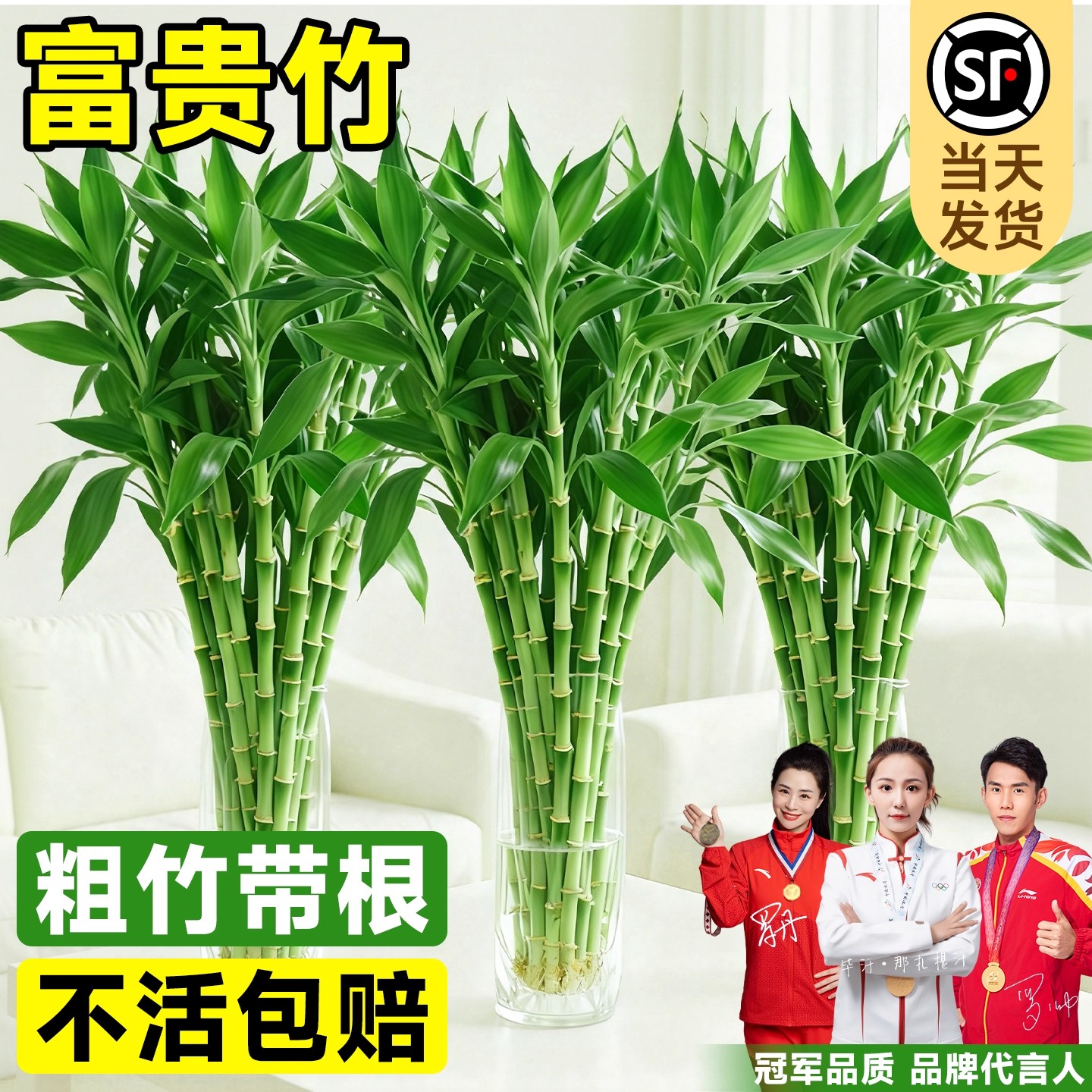富贵竹水培植物水养发财竹带根