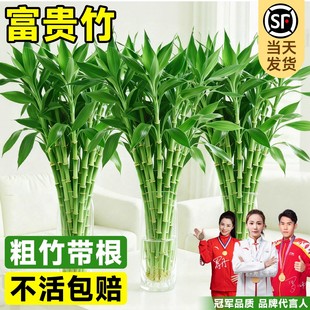 富贵竹水培植物水养发财竹带根客厅绿植招财转运竹子粗壮盆栽室内