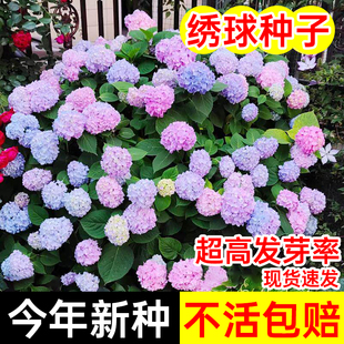 绣球花种子绣球花种籽子四季播种开花多年生花籽种植庭院易活室外