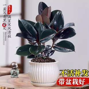 黑金刚橡皮树小盆栽植物大叶小苗四季好养花卉室内办公室桌面绿