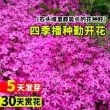 Низкий карликовый мох, семена вишни, посев и цветение, простые в жизни семена цветов флокса, горшки, почвопокровные растения во дворе, цветы во дворе