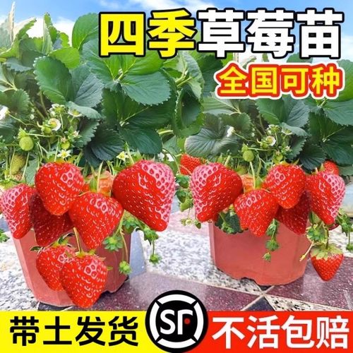 草莓苗盆栽食用奶油红颜穴盘苗