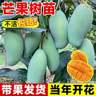四季芒果苗树贵妃芒果树果苗南北方种植庭院耐寒嫁接枝条水果树苗
