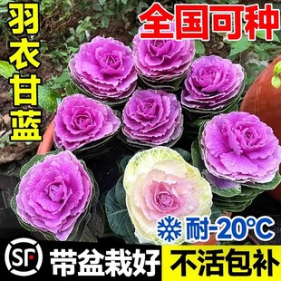 羽衣甘蓝盆栽大苗带花观叶食用植物绿化花园观赏花卉牡丹冬季耐寒