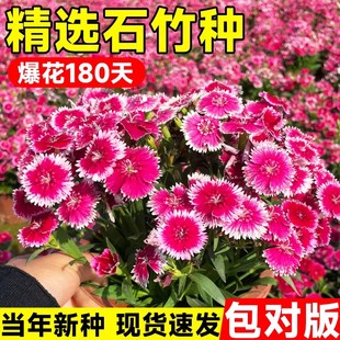 五彩石竹花种籽子四季播种重瓣欧石竹盆栽花籽室外地被庭院花种孑