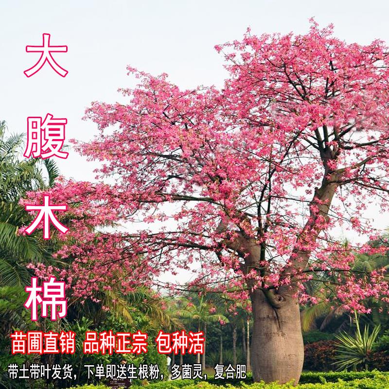 大腹木棉树苗美丽异木棉树苗庭院花树公园绿化风景树花卉植物地栽
