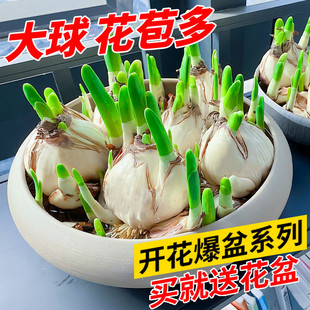 水仙花种球盆栽水培室内水养花卉洋水仙植物风信子郁金香种子