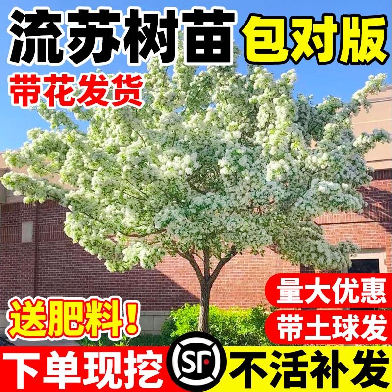 流苏树苗四月雪盆栽嫁接桂