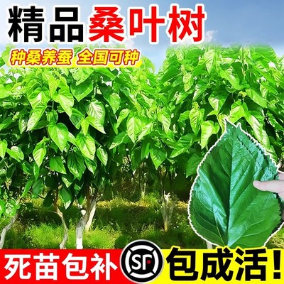 桑树活苗果树盆栽养蚕食用