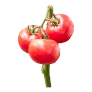 樱桃番茄种籽千禧圣女果种子秧苗